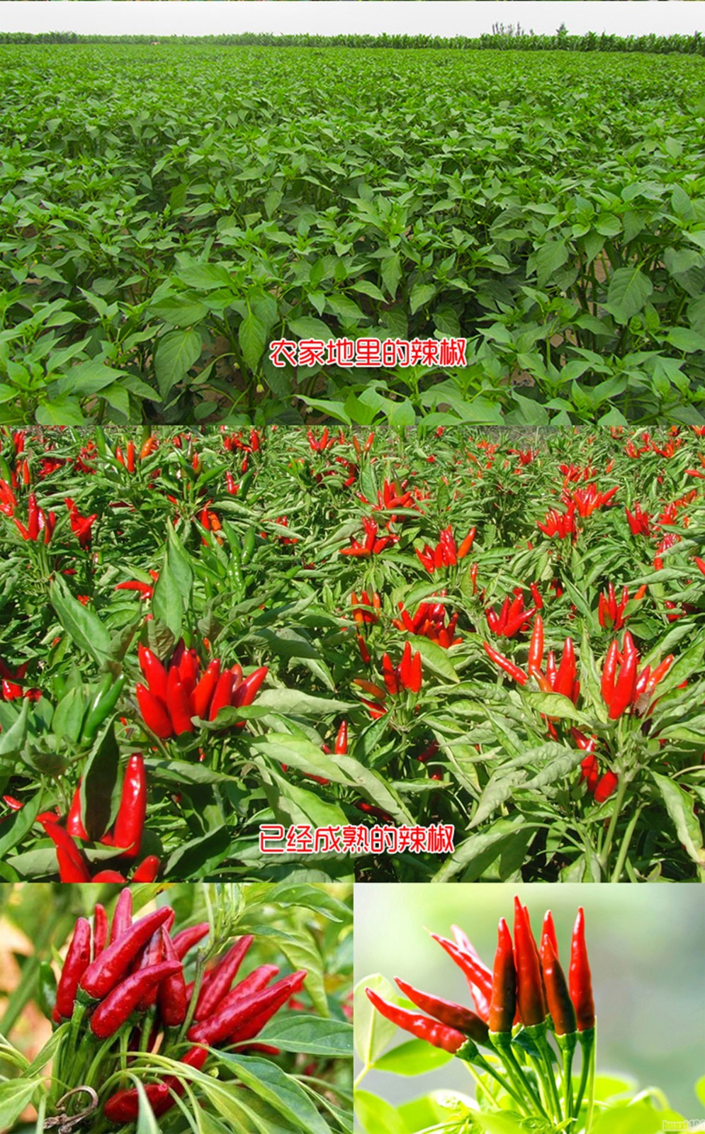 ����ɭ����ƽ����Ʒ-���ƺù����Ԍ�����b���c�a(ch��n)ƷԔ�������