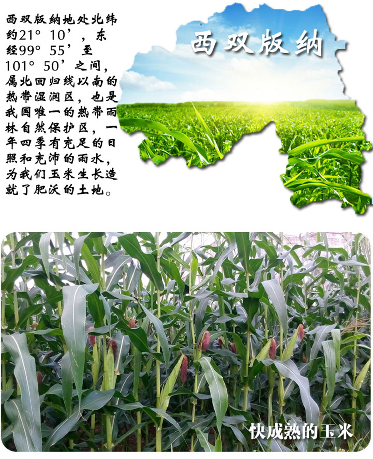 ����ɭ����ƽ����Ʒ-���ƺù����Ԍ�����b���c�a(ch��n)ƷԔ�������