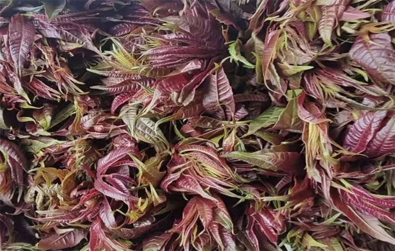 ����ɭ��������W�Tꐿ°�ֱ���aƷ�۽������ϱ��صđ����߲��cˮ��